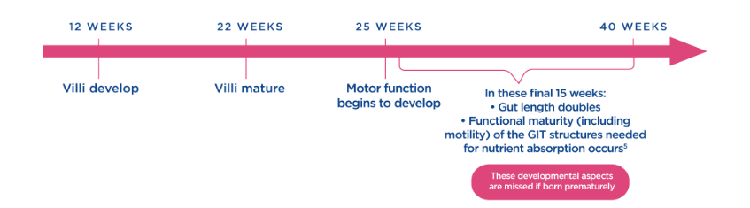 Structural development of the gut