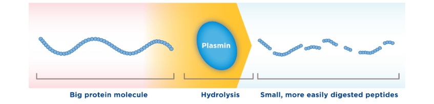 Partially hydrolysed protein in breastmilk