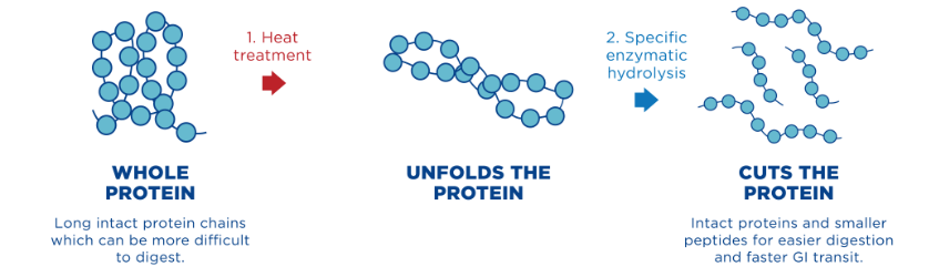 The process of hydrolysis of protein informula