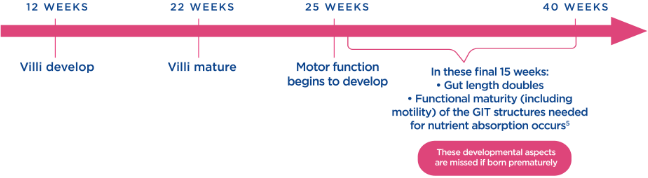 Structural development of the gut