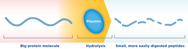 Partially hydrolysed protein in breastmilk