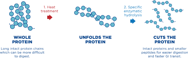 The process of hydrolysis of protein informula